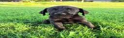 Labrador Retriever dogs for sale: Labrador Retriever 11 - Ad 1