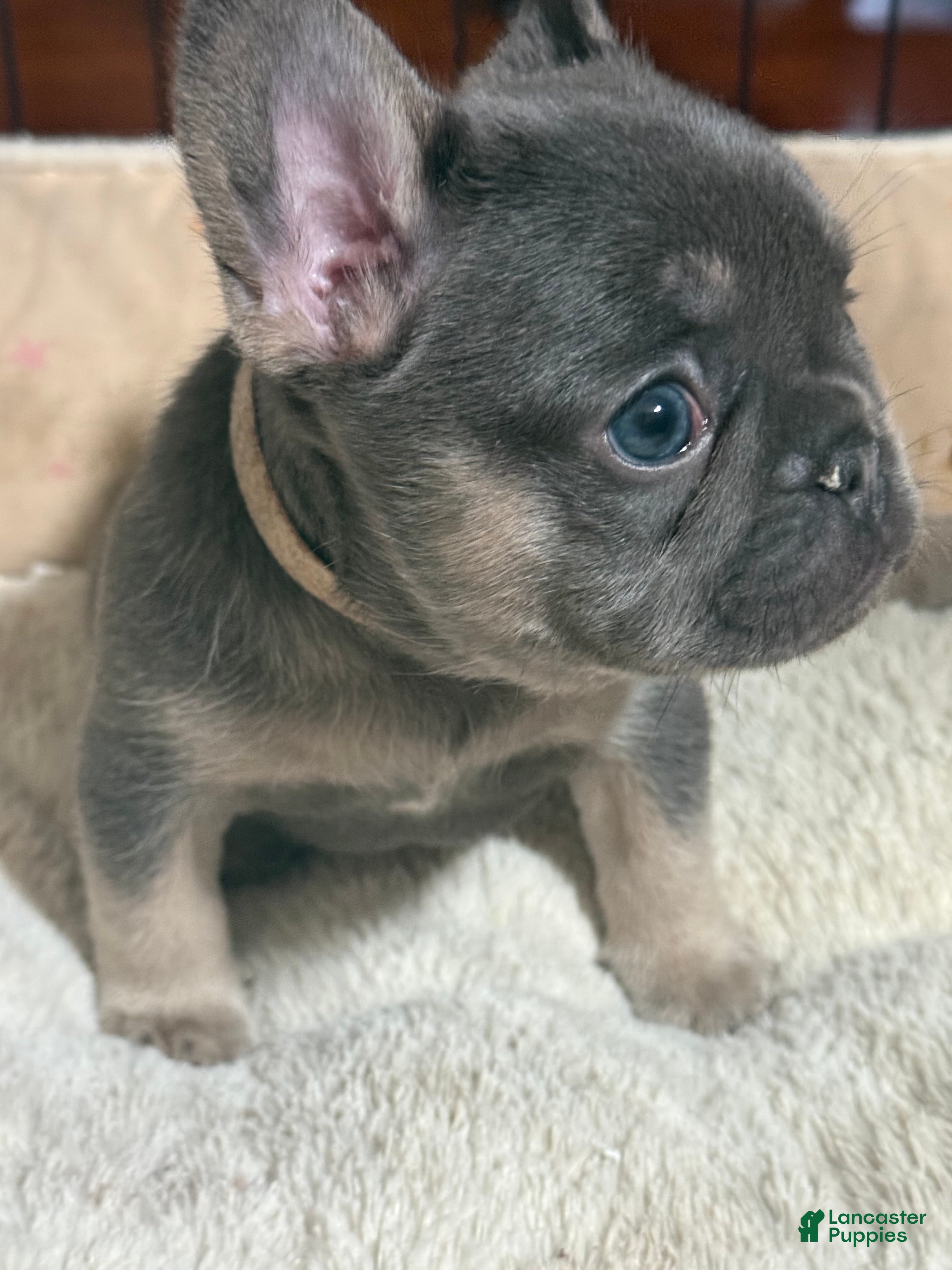 French Bulldog dogs French Bulldog Puppy 3 - Ad 8