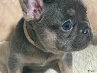 French Bulldog dogs French Bulldog Puppy 3 - Ad 33