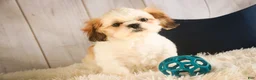 Shih Tzu dogs for sale: Bud - Ad 5