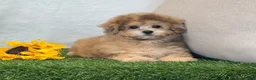 Bichpoo dogs for sale: Kona - Ad 9