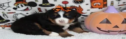 Bernese Mountain Dog dogs for sale: Cagney  - Ad 5