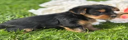 Yorkshire Terrier dogs for sale: Mocha - Ad 5