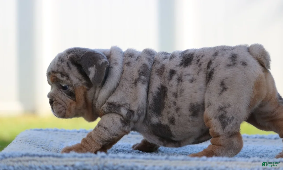 English Bulldog dogs for sale: English Bulldog Puppy 1 - Ad 4