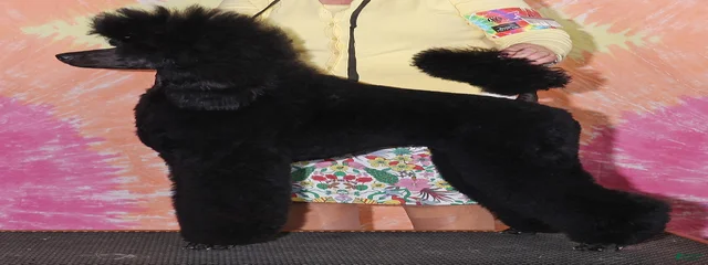 Kitty