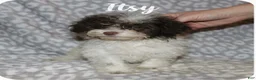 Toy Poodle dogs for sale: Itsy - Ad 5