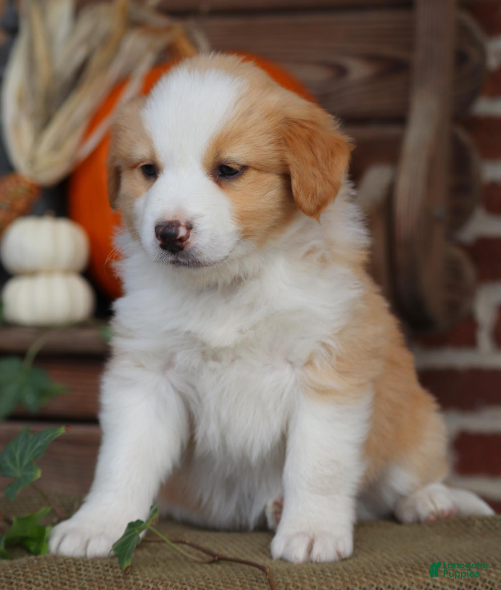 Miniature Australian Shepherd dogs for sale: Bugle - Ad 1