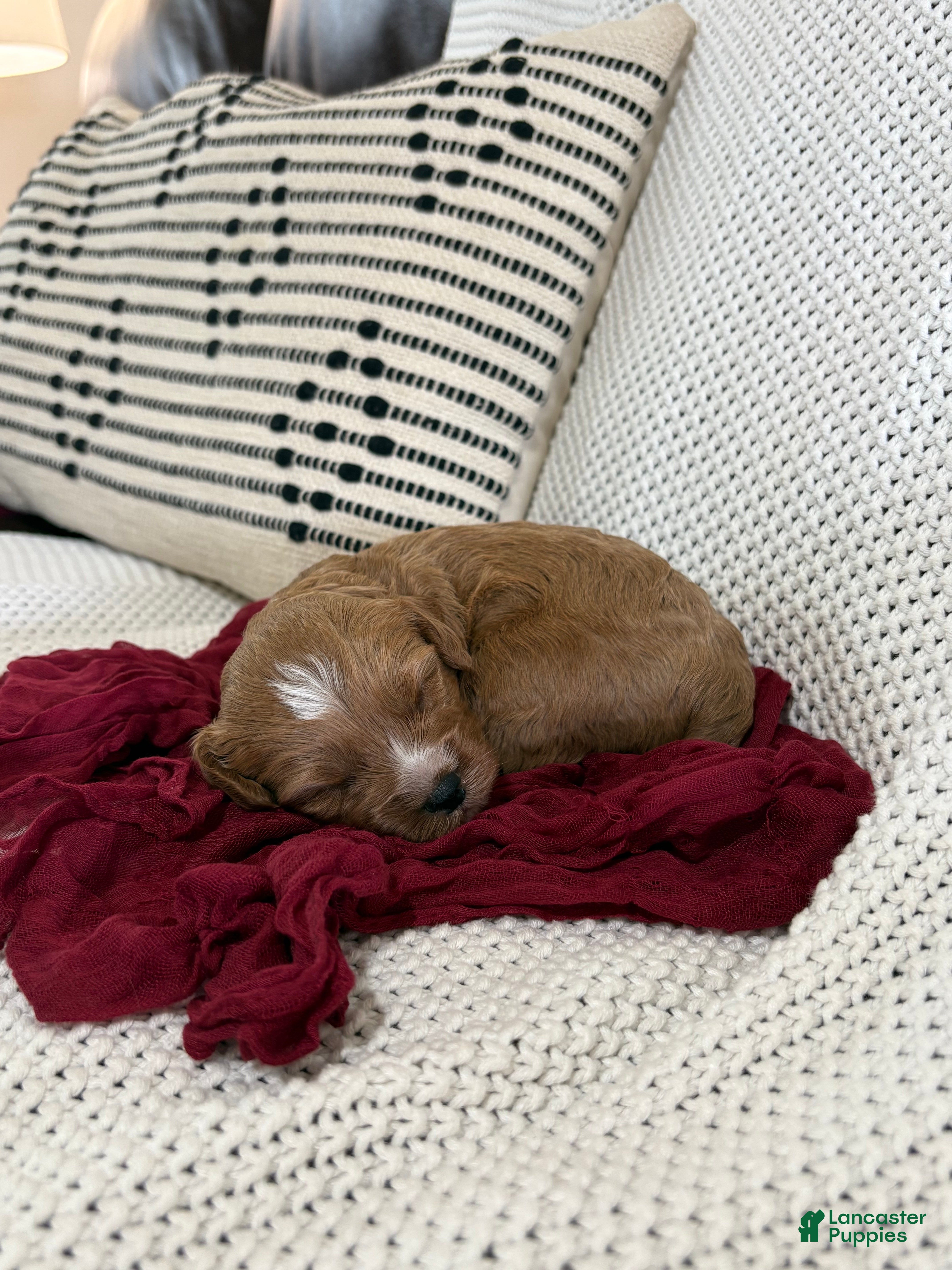 Cavapoo dogs Piper - Ad 1