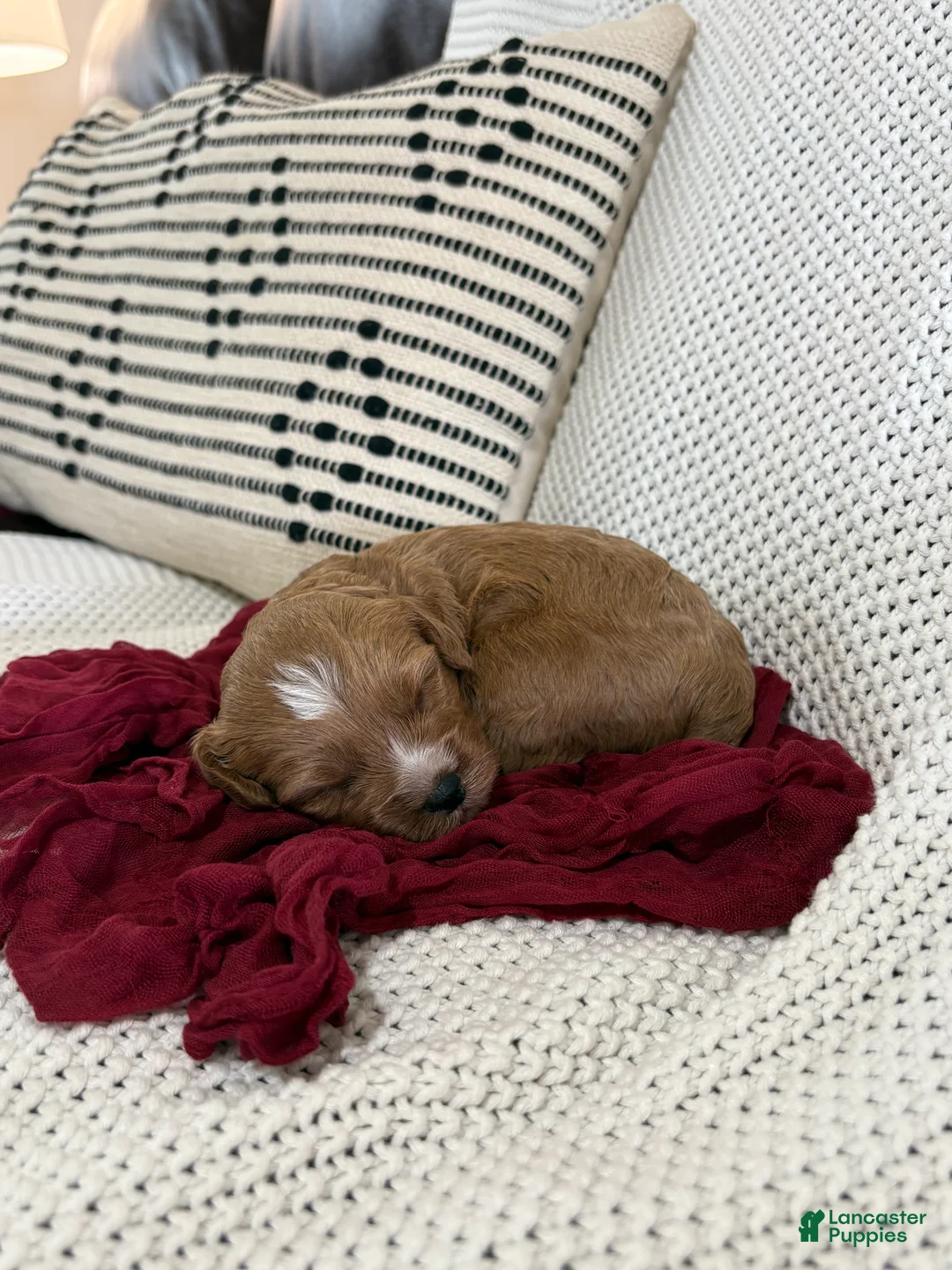 Cavapoo dogs for sale: Piper - Ad 1