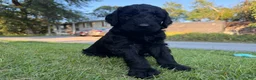 Goldendoodle dogs for sale: Avocado  - Ad 4