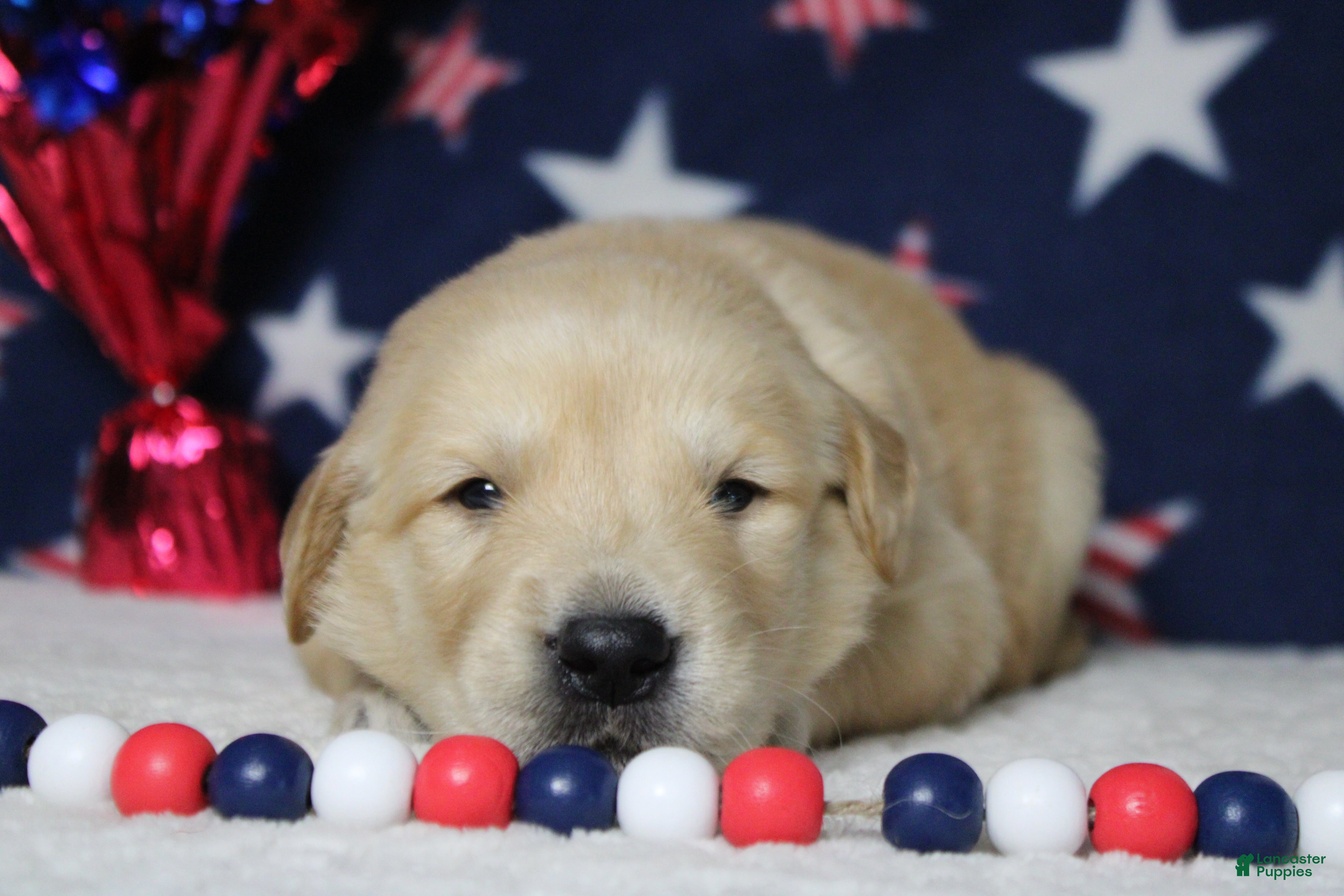 Golden Retriever dogs Pumpernickel  - Ad 12