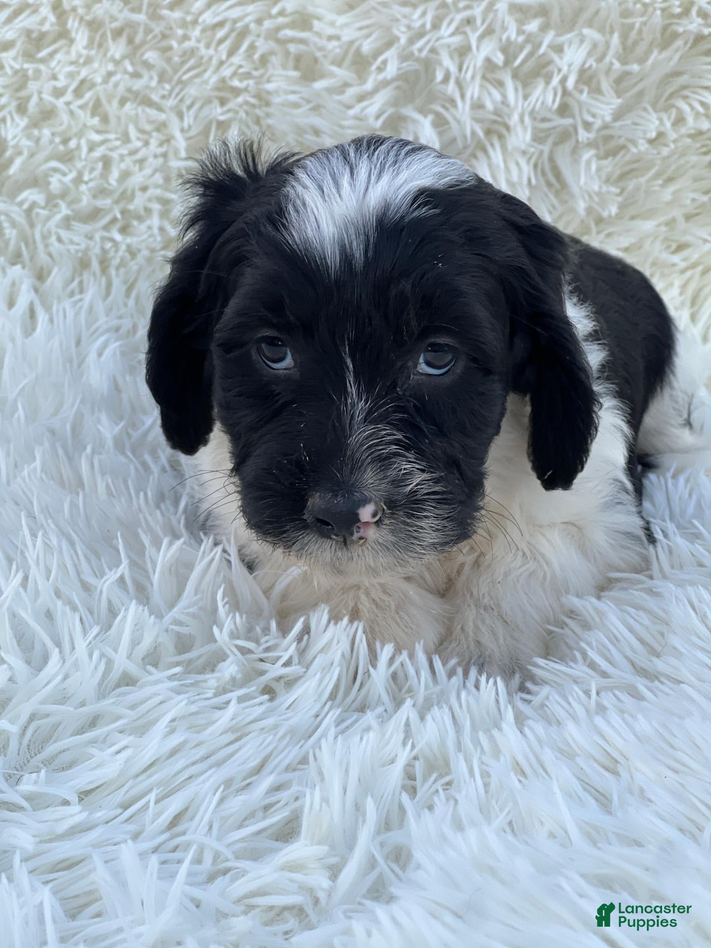 Mixed Breed dogs for sale: Chloe - Ad 2