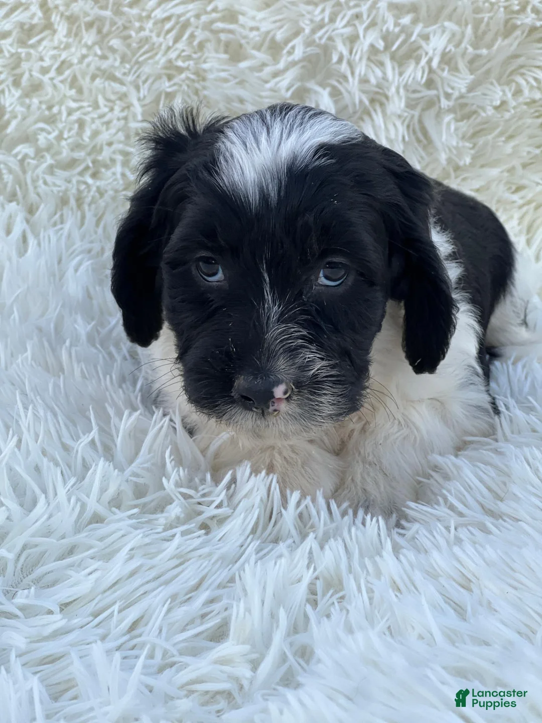 Mixed Breed dogs for sale: Chloe - Ad 2