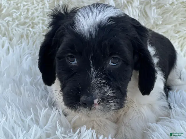Mixed Breed dogs for sale: Chloe - Ad 2