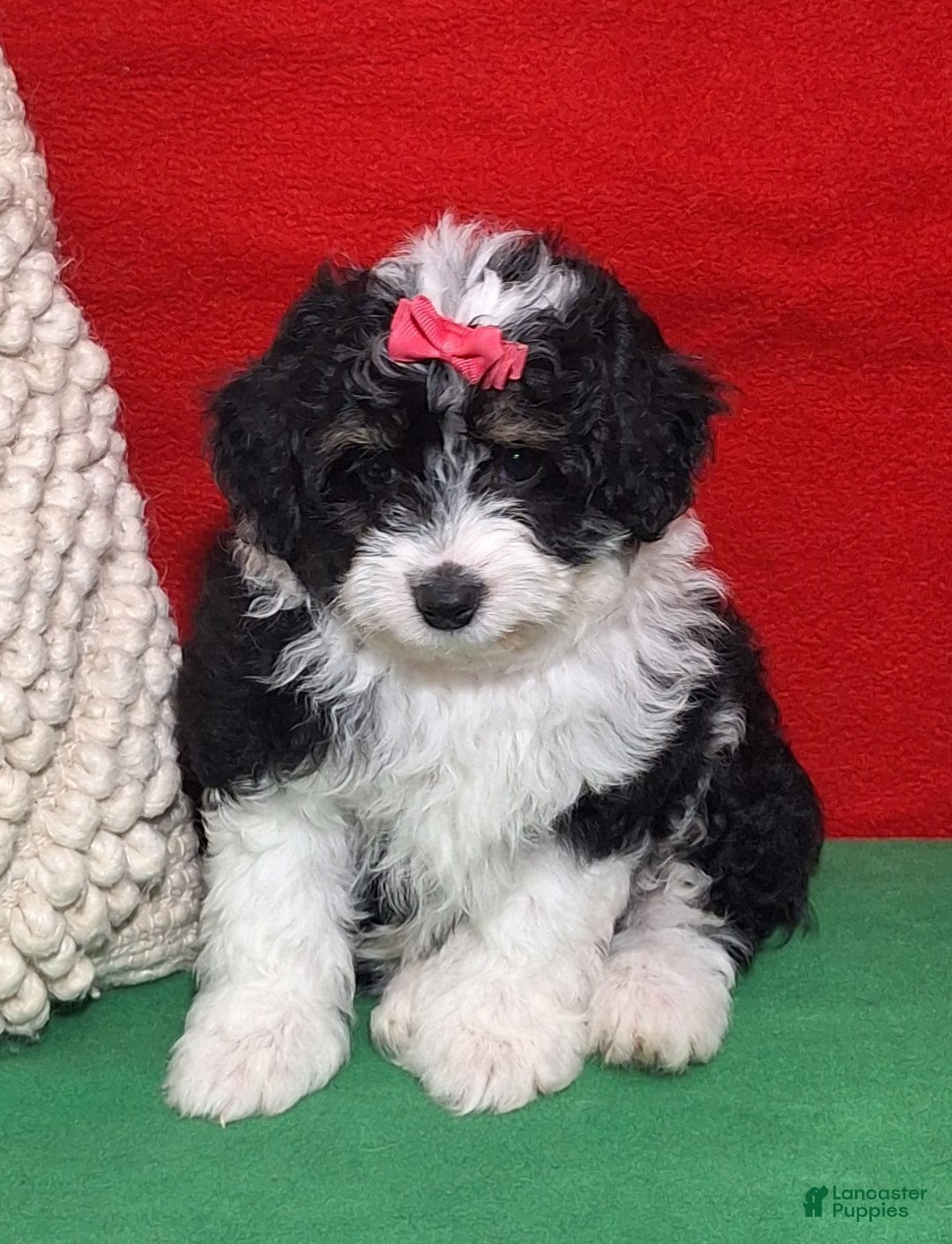 Aussiedoodle dogs for sale: Crystal - Ad 2