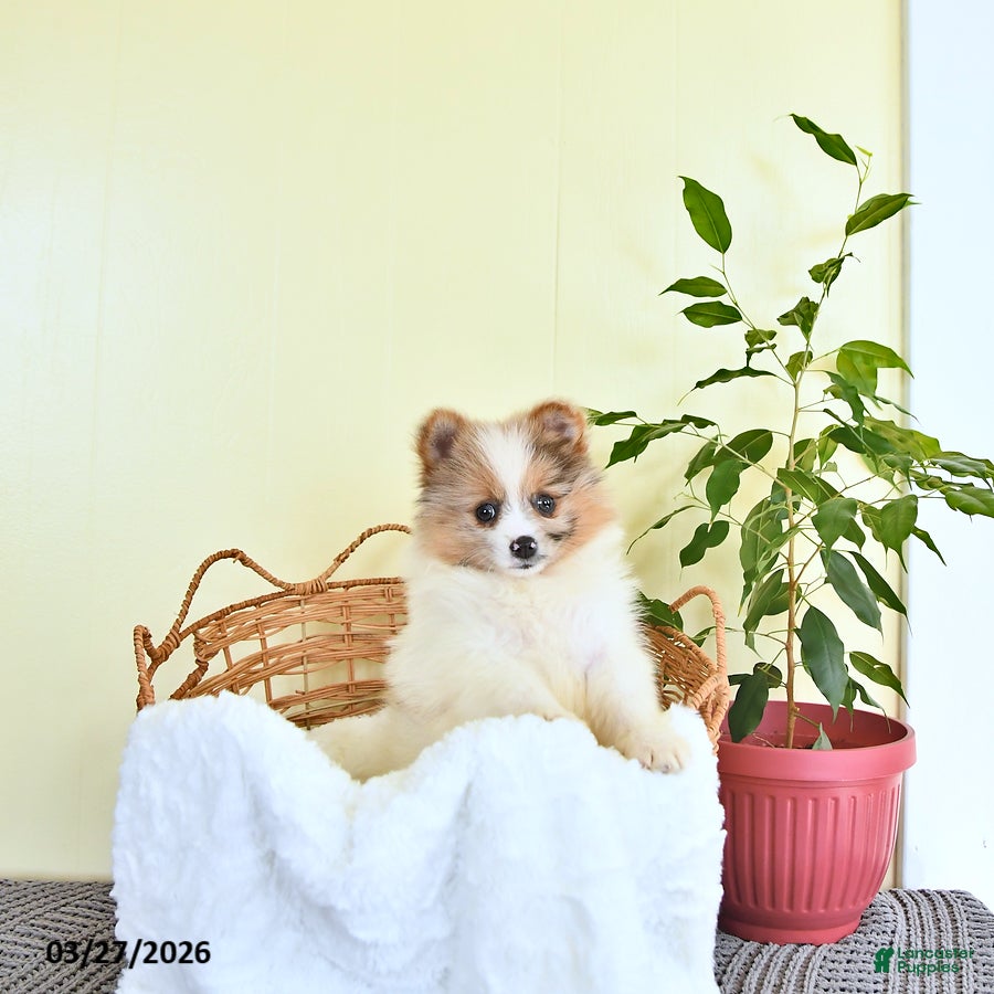 Pomeranian dogs Chloe - Ad 1