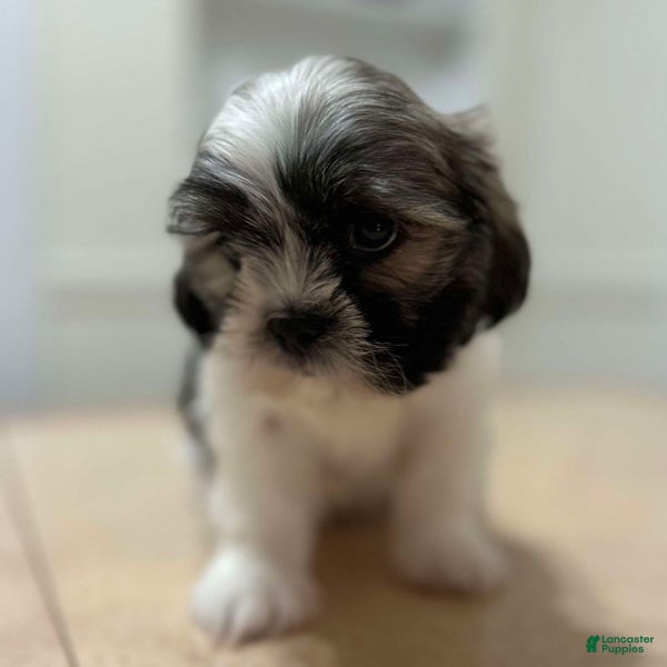 Shih Tzu dogs Grace - Ad 41