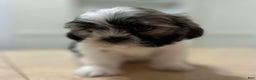 Shih Tzu dogs for sale: Grace - Ad 1