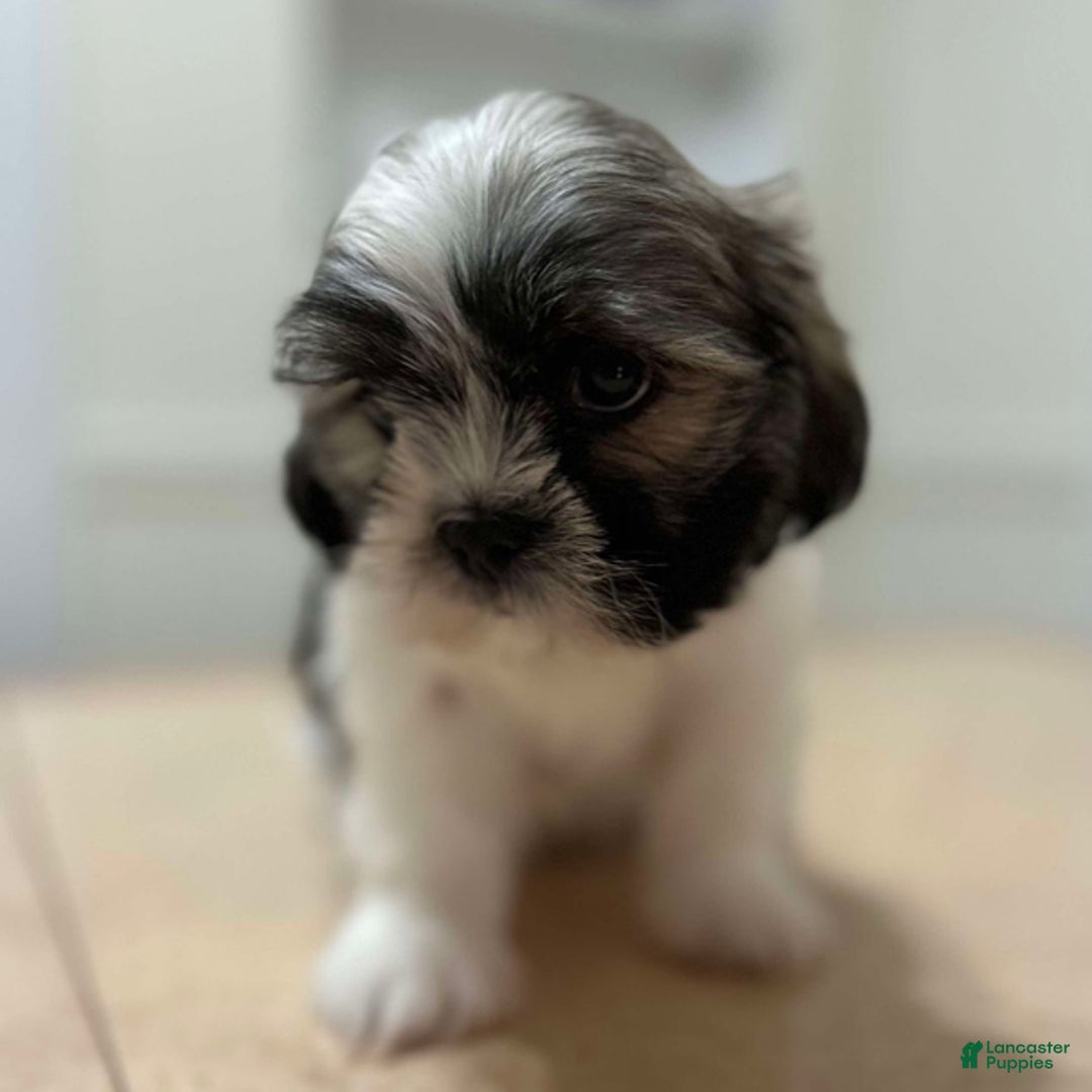 Shih Tzu dogs for sale: Grace - Ad 1