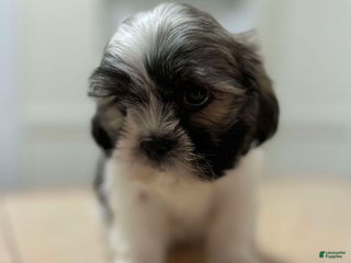 Shih Tzu dogs Grace - Ad 41