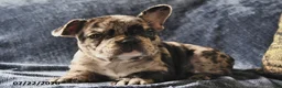 French Bulldog dogs for sale: Cinderella - Ad 3