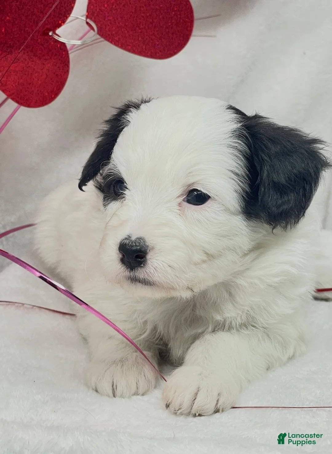 Mixed Breed dogs for sale: Mixed Breed Puppy 1 - Ad 1