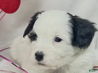 Mixed Breed dogs for sale: Mixed Breed Puppy 1 - Ad 2