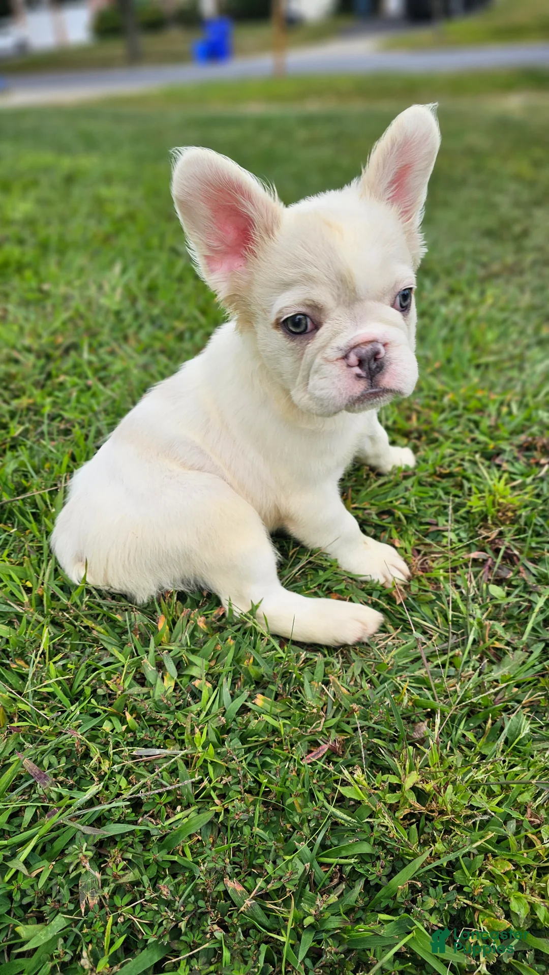 French Bulldog dogs for sale: French Bulldog Puppy  - Ad 1