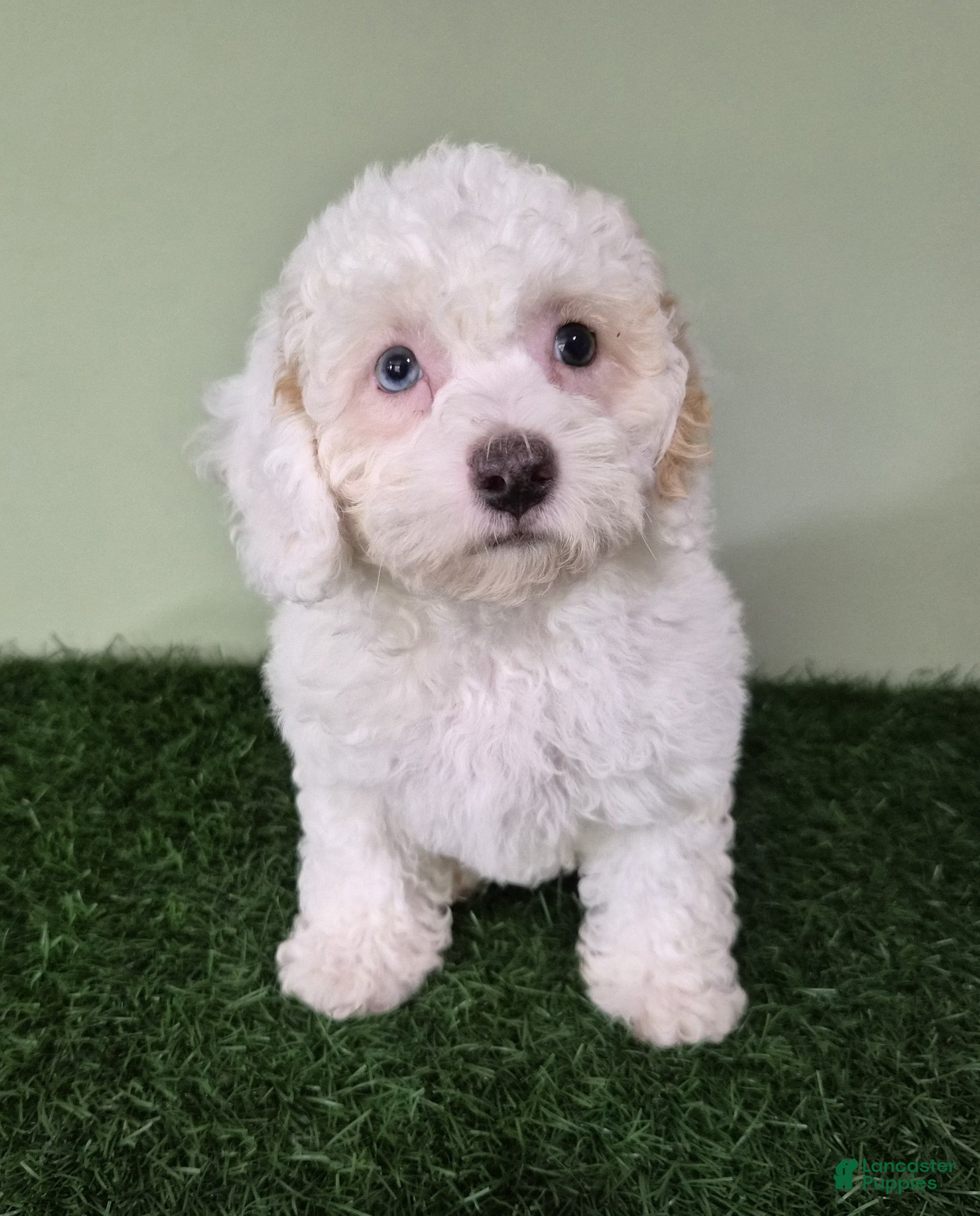 Miniature Poodle dogs Mercedes - Ad 2