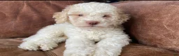 Lagotto Romagnolo dogs for sale: Red collar male - Ad 20