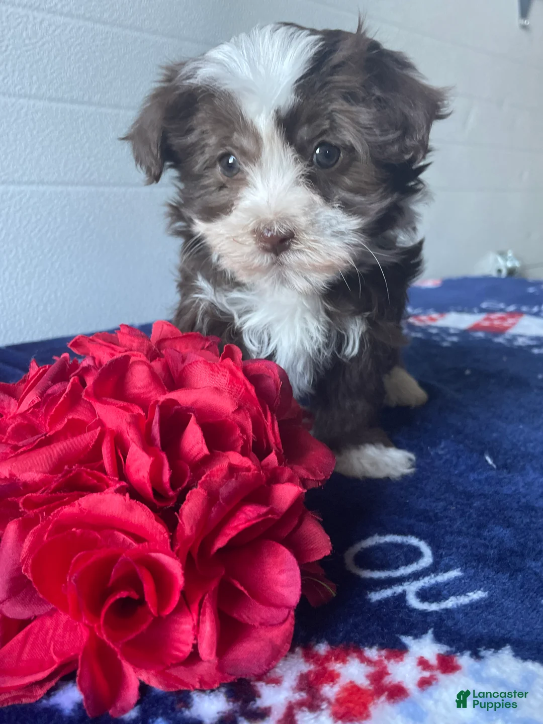 Havanese dogs for sale: Gabby - Ad 4