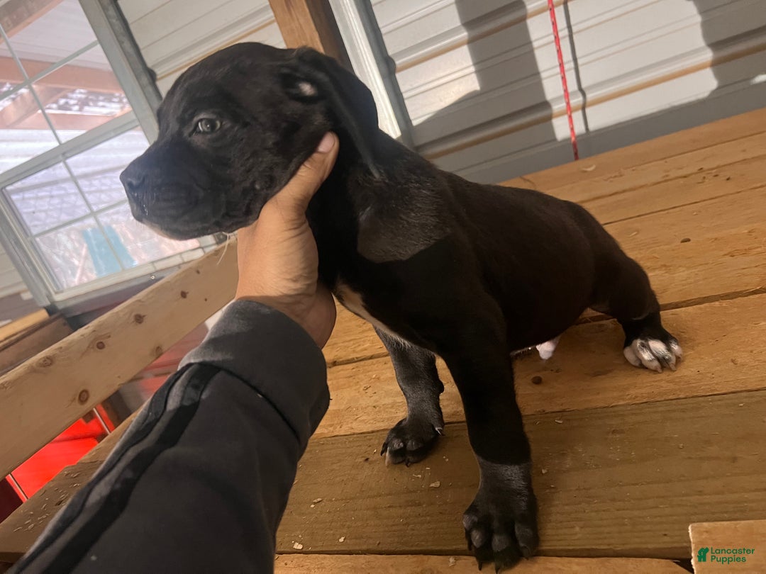 Cane Corso dogs for sale: Cane Corso Puppy 5 - Ad 5