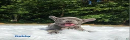 Frenchton dogs for sale: Dobby - Ad 8