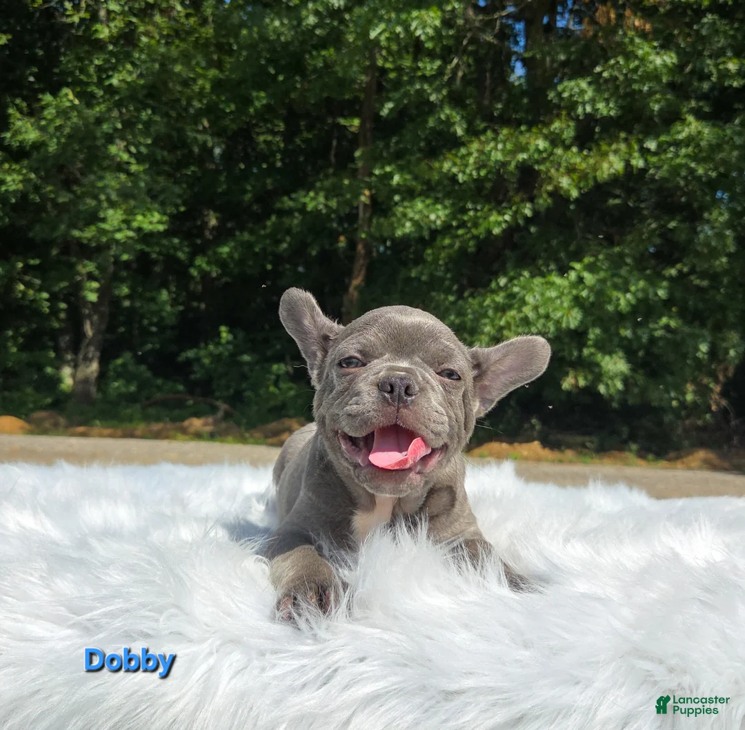 Frenchton dogs for sale: Dobby - Ad 8