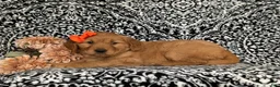 Golden Retriever dogs for sale: Nadine AKC Registered - Ad 4