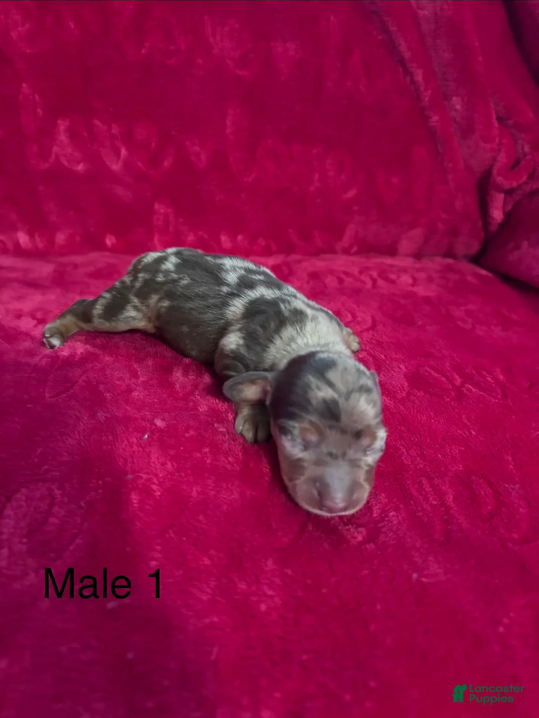 Miniature Dachshund dogs for sale: Miniature Dachshund 1 - Ad 1