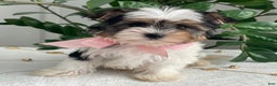 Biewer Terrier dogs for sale: Chai - Ad 5