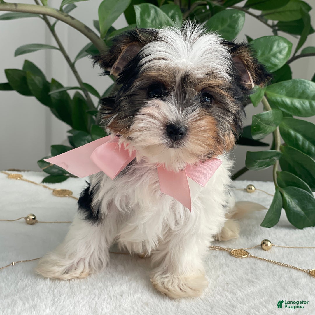 Biewer Terrier dogs for sale: Chai - Ad 5