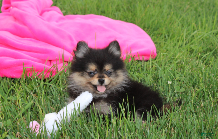 Pomeranian dogs Tilly - Ad 33