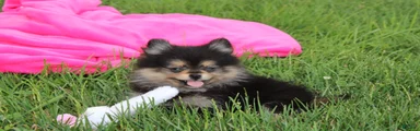 Tilly
