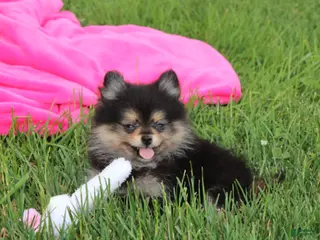 Pomeranian dogs Tilly - Ad 33