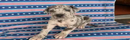 Great Dane dogs for sale: Petunia Great Dane  - Ad 5