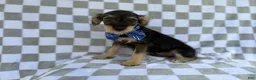 Miniature Schnauzer dogs for sale: Alex - Ad 7