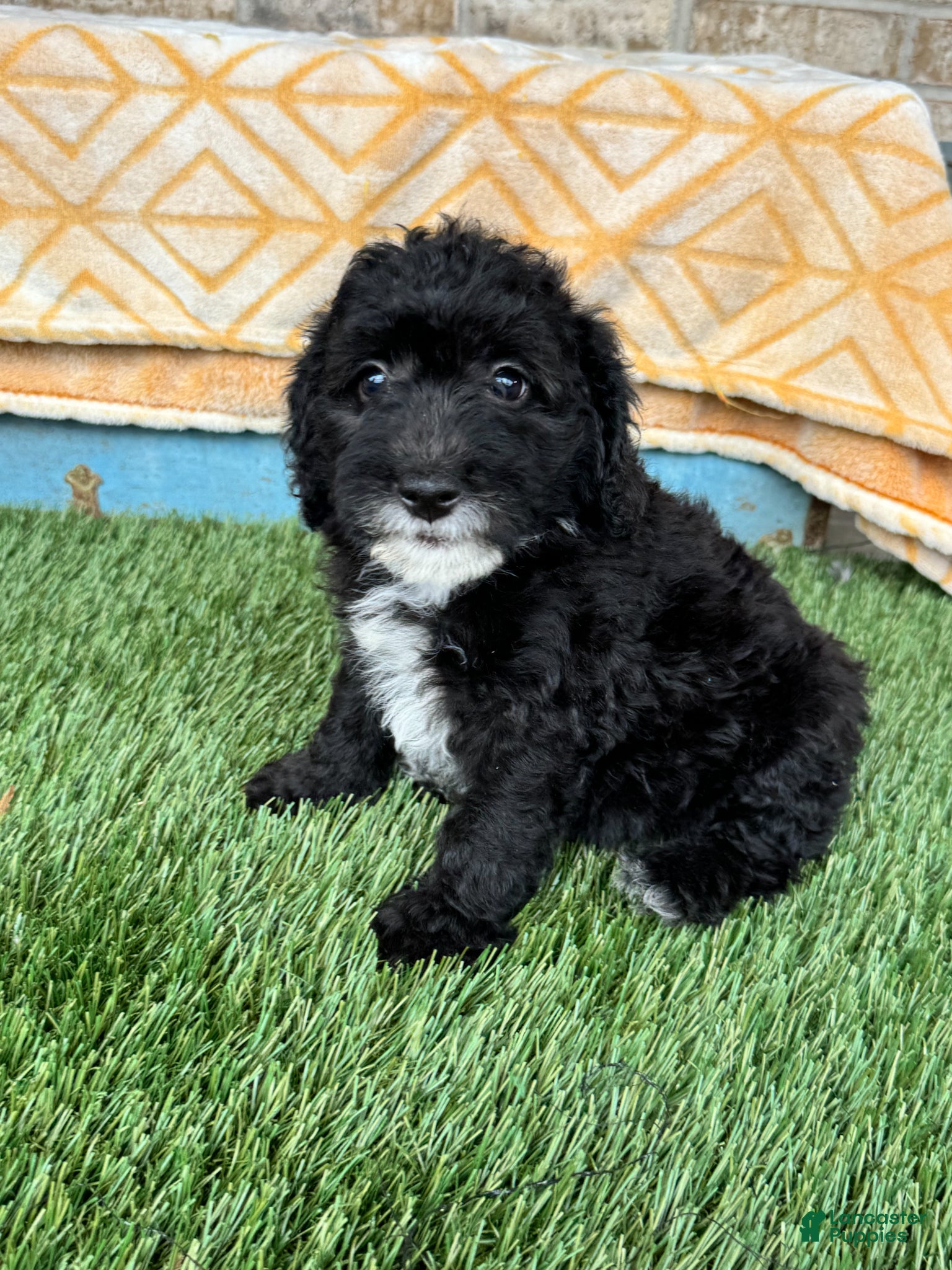 Mini Bernedoodle dogs Nico - Ad 9