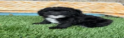 Mini Bernedoodle dogs for sale: Nico - Ad 1