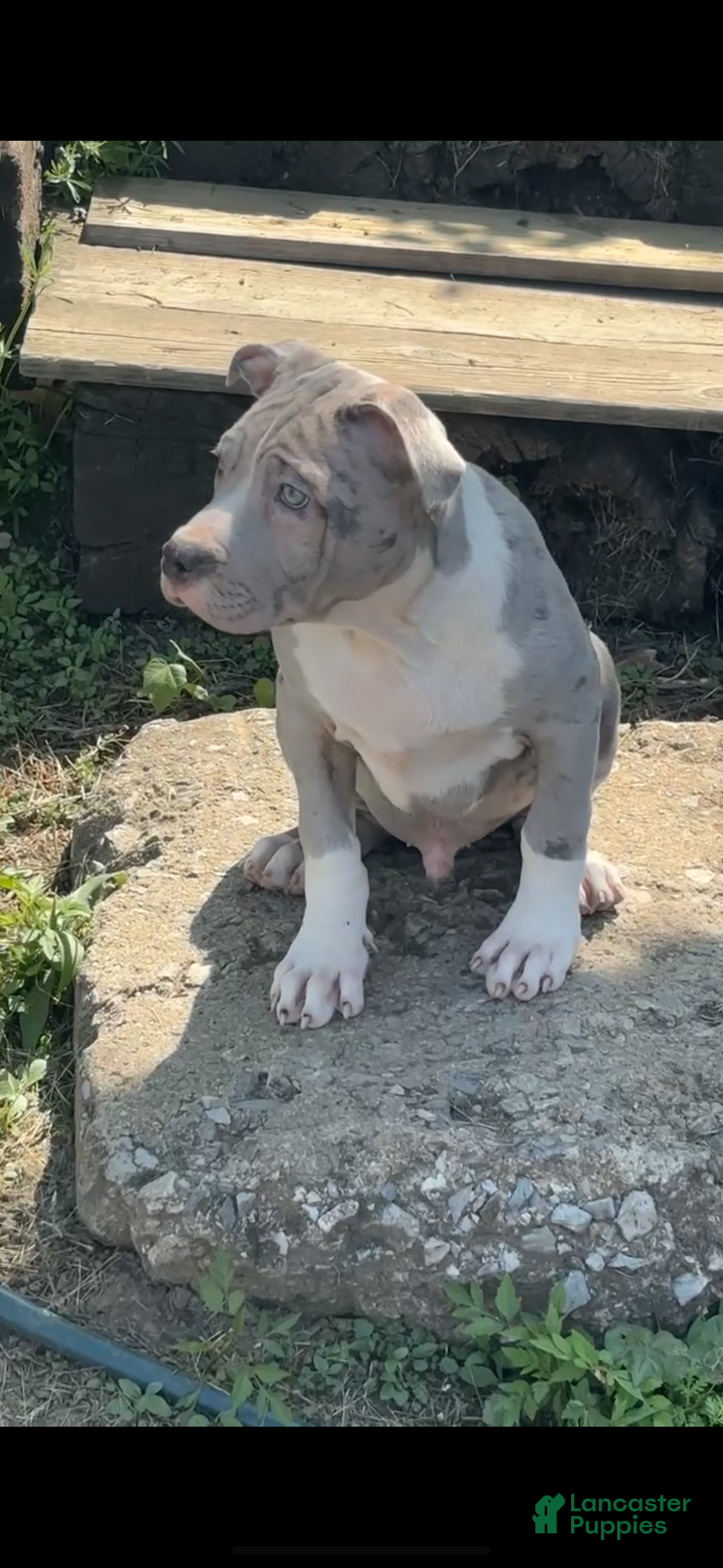American Bully dogs American Bully Puppy 1 - Ad 2