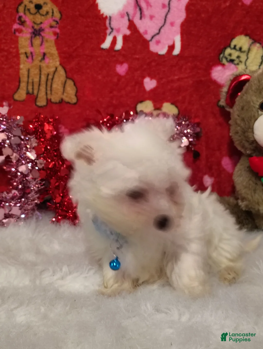 Maltese dogs for sale: Liam - Blue - Ad 3