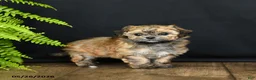 Mixed Breed dogs for sale: Marie   - Ad 3