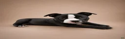 American Bully dogs for sale: Chanel - Ad 4