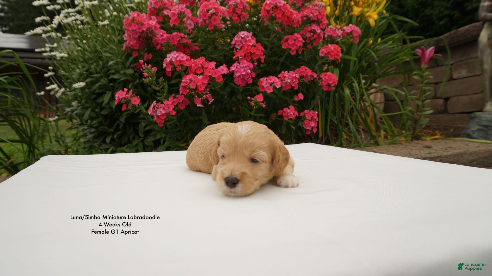 Miniature Labradoodle dogs LS G1  - Ad 2